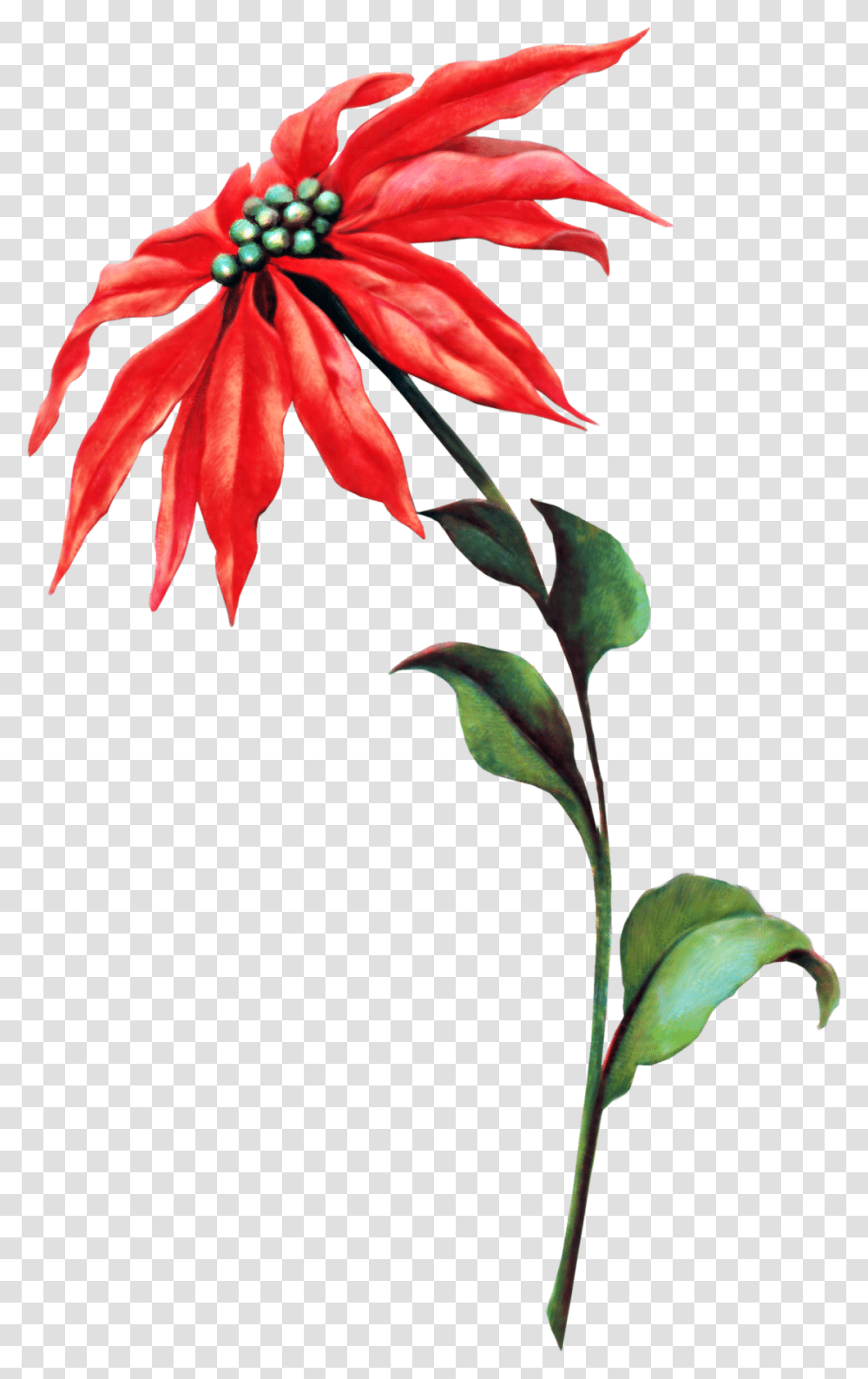 Vintage Poinsettia Graphic, Leaf, Plant, Flower, Blossom Transparent Png