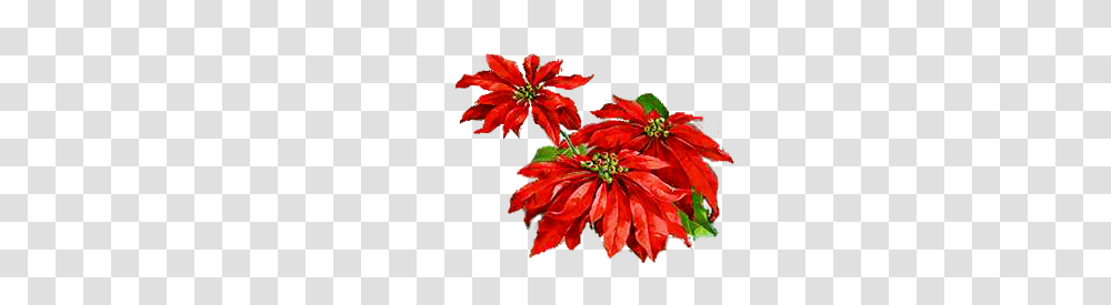 Vintage Poinsettia Images Catnipstudiocollage Free Vintage, Plant, Anther, Flower, Petal Transparent Png