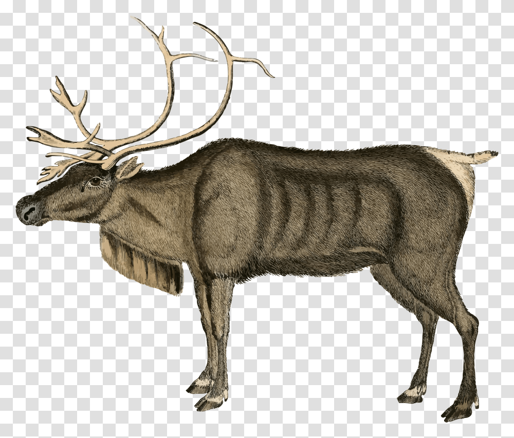 Vintage Reindeer Clip Arts Reindeer, Elk, Wildlife, Mammal, Animal Transparent Png