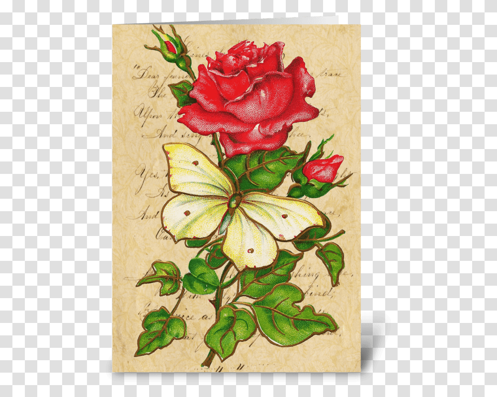 Vintage Rose Amp Butterfly Greeting Card Hybrid Tea Rose, Flower, Plant Transparent Png