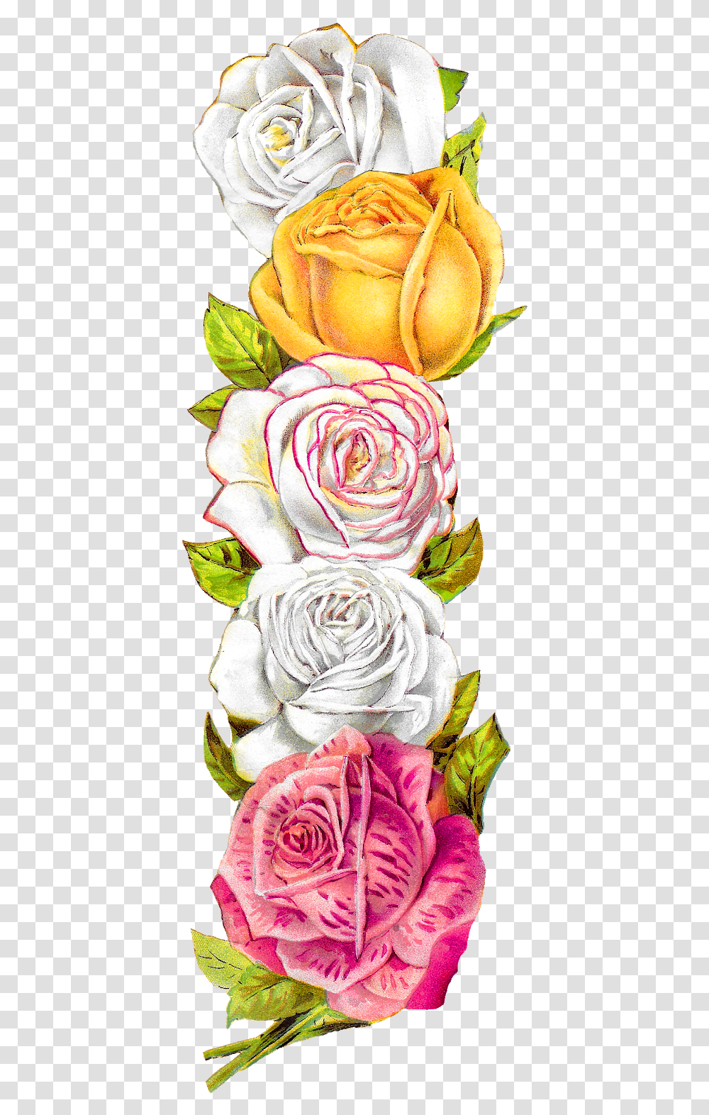 Vintage Rose Border, Flower, Plant, Blossom, Pattern Transparent Png