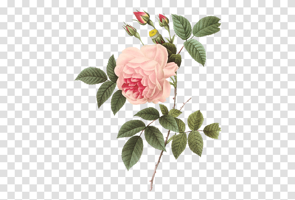 Vintage Rose Botanical Illustration Pierre Joseph Redoute Roses, Plant, Flower, Blossom, Acanthaceae Transparent Png