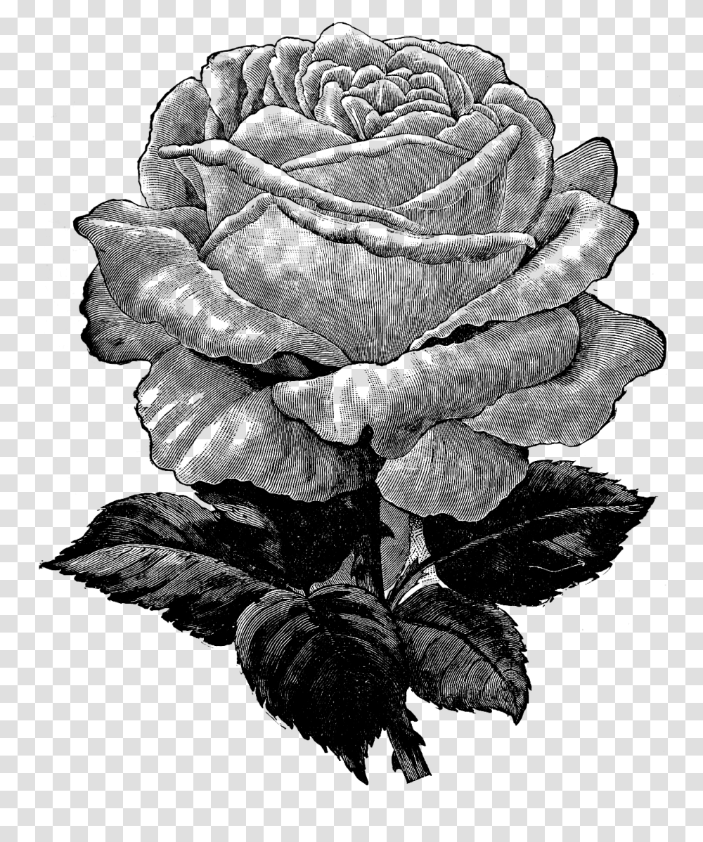 Vintage Rose Clipart Black And White Background, Gray, World Of Warcraft Transparent Png