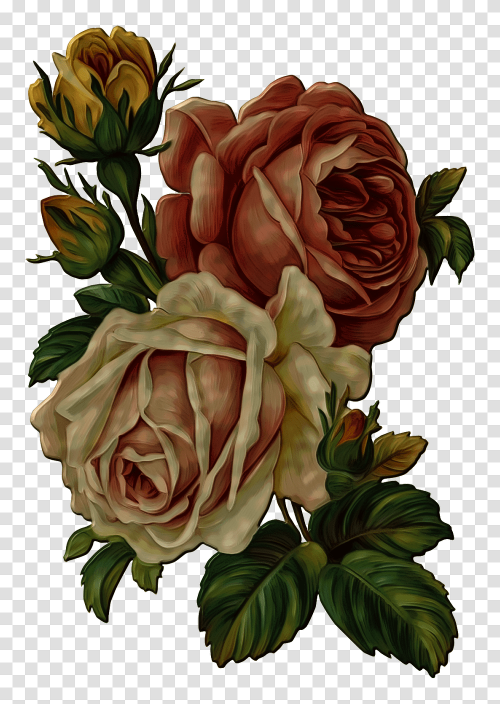 Vintage Rose Flower Vintage Flower, Plant, Blossom, Graphics, Art Transparent Png