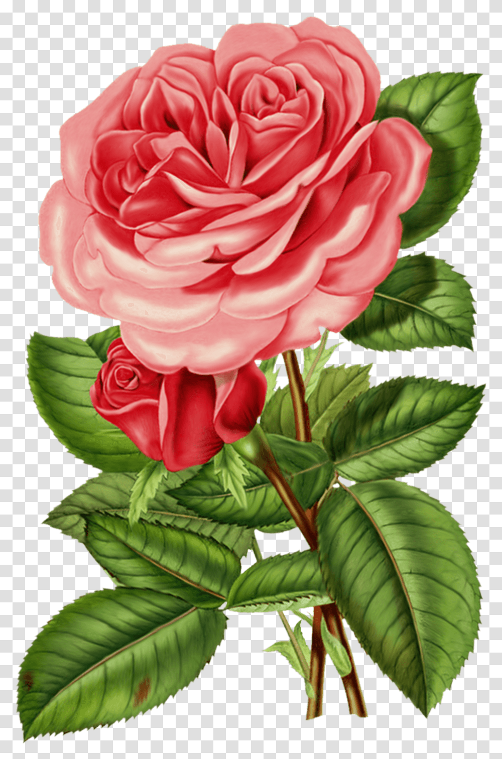 Vintage Rose Images Collection For Victorian Rose, Plant, Flower, Blossom, Dahlia Transparent Png