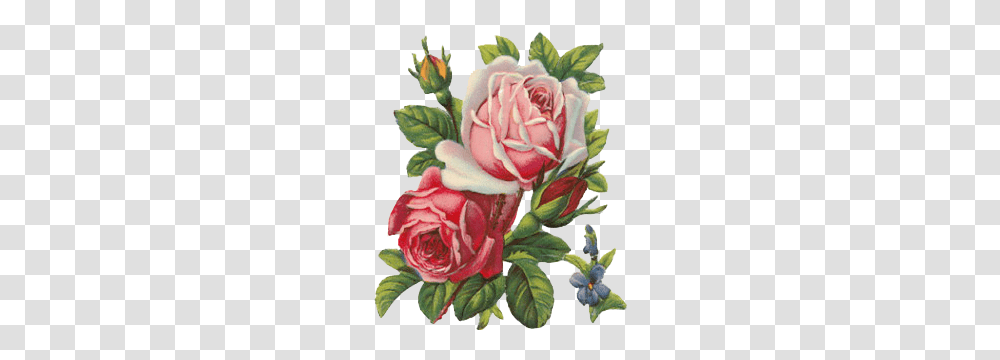 Vintage Rose, Plant, Flower, Blossom, Flower Arrangement Transparent Png
