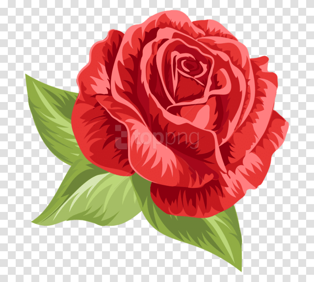 Vintage Rose Vintage Rose Illustration Roses, Plant, Flower, Blossom, Carnation Transparent Png