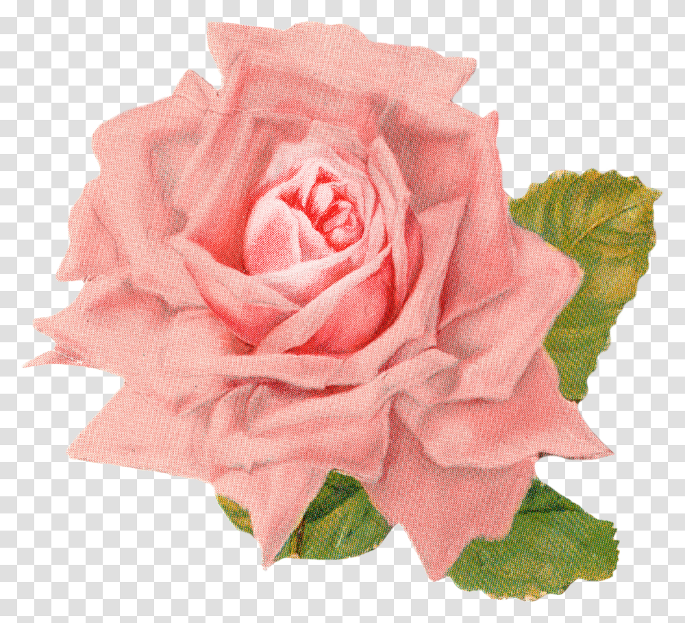 Vintage Rose Vintage Roses Clipart Free Transparent Png