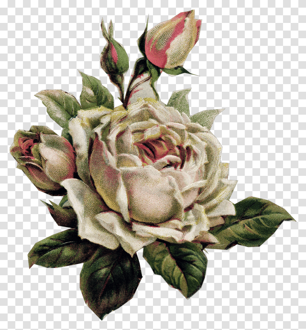 Vintage Rose Vintagerose Sticker By Katherinemslv Garden Roses, Flower, Plant, Blossom, Acanthaceae Transparent Png