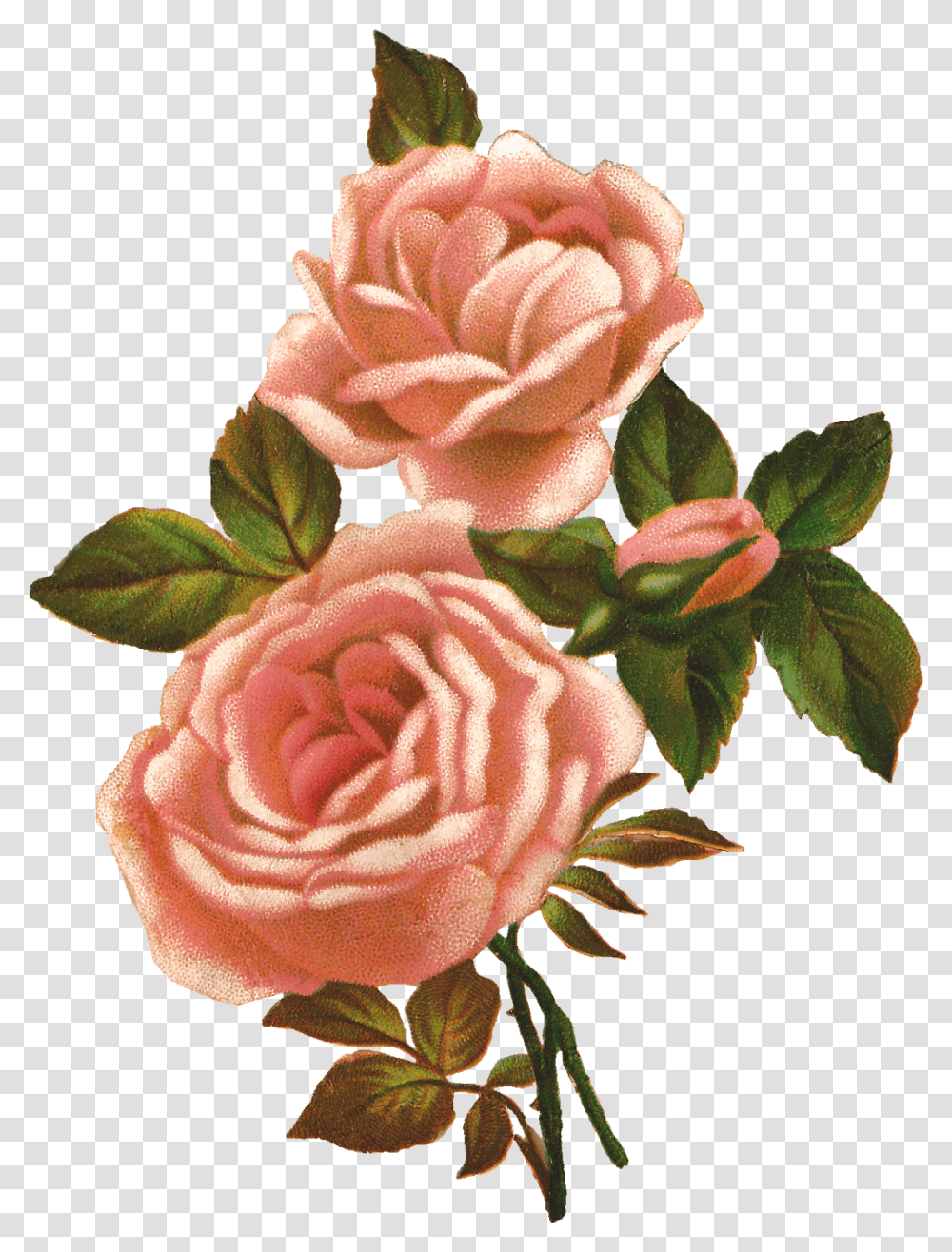 Vintage Roses Clipart Vintage Flowers Background, Plant, Blossom, Carnation, Petal Transparent Png