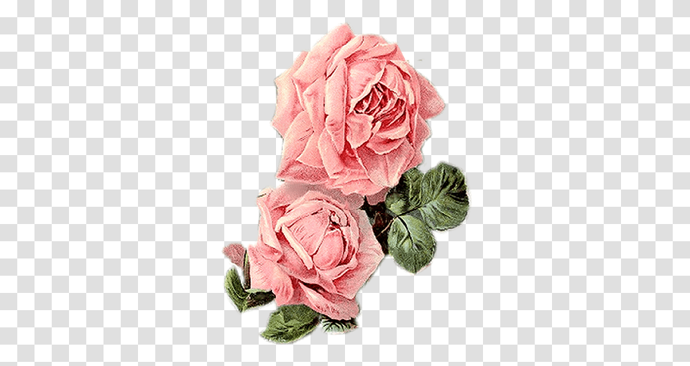 Vintage Roses Floral, Plant, Flower, Blossom, Petal Transparent Png