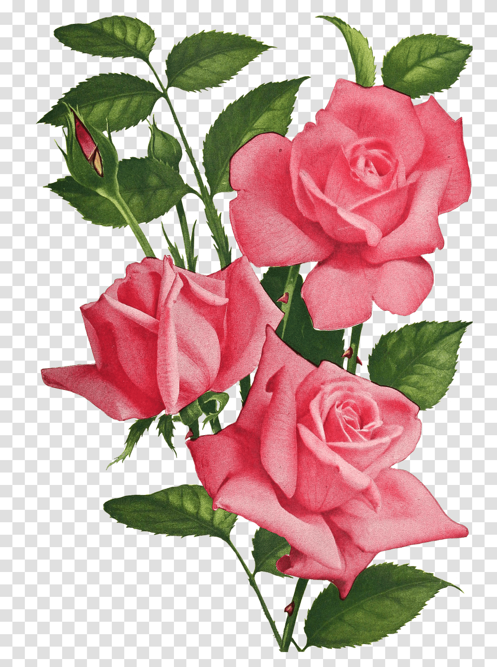 Vintage Roses Flowers Imgenes De Rosas Y Flores, Plant, Blossom, Geranium, Flower Bouquet Transparent Png