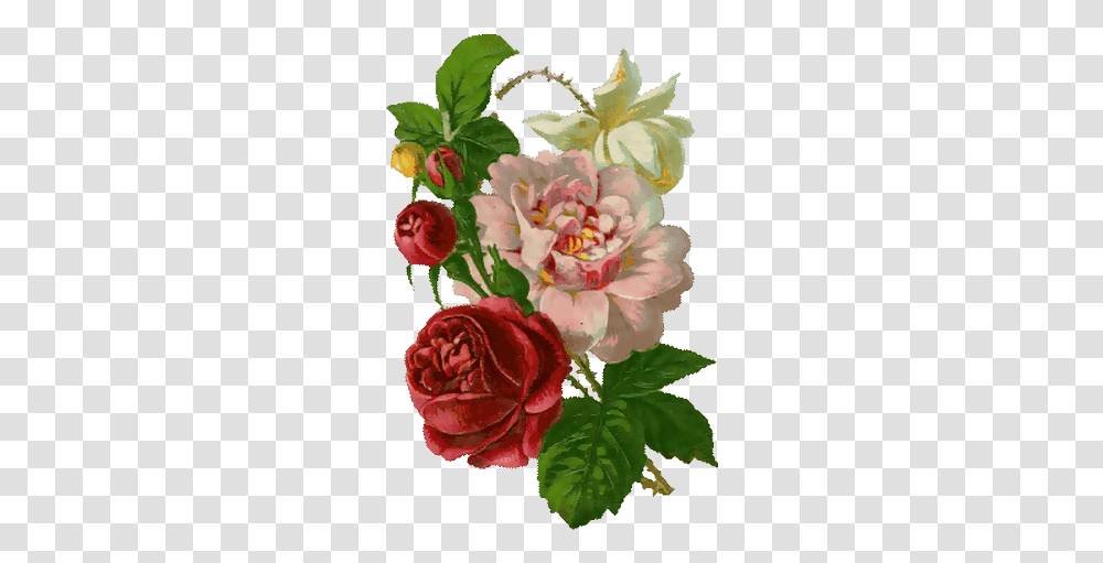 Vintage Roses For Scrap Rose Vintage Painted Flower, Plant, Blossom, Floral Design, Pattern Transparent Png