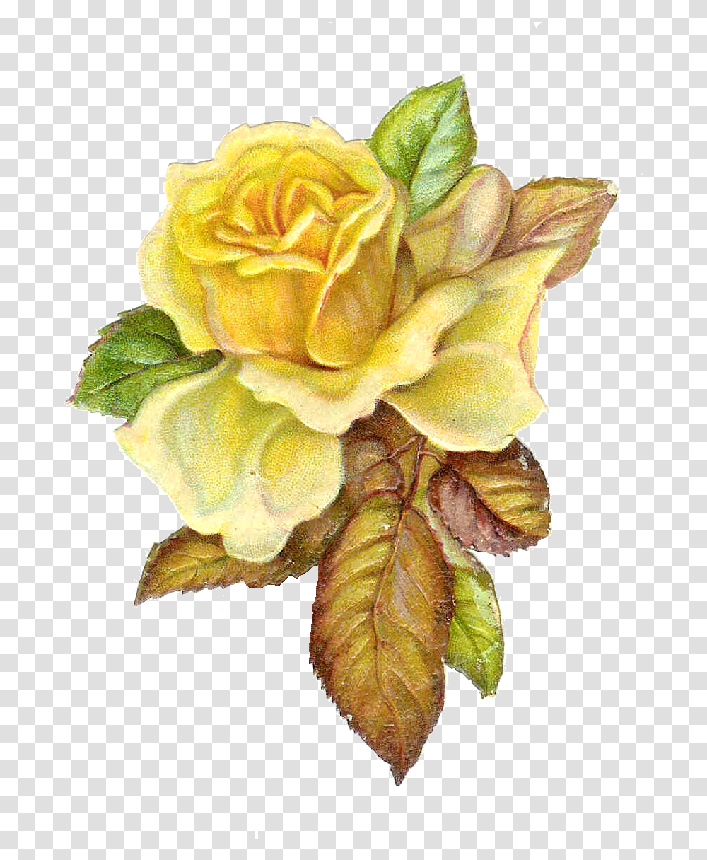 Vintage Roses Image Vintage Flower Yellow, Plant, Blossom, Leaf, Petal Transparent Png