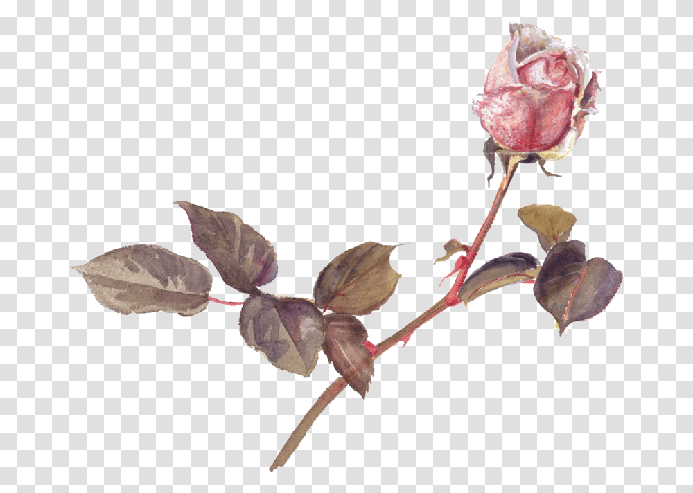 Vintage Roses Pinkrose Stems Thorns Pink Rosebud Beatrix Potter Botanical Illustrations, Plant, Flower, Blossom, Petal Transparent Png