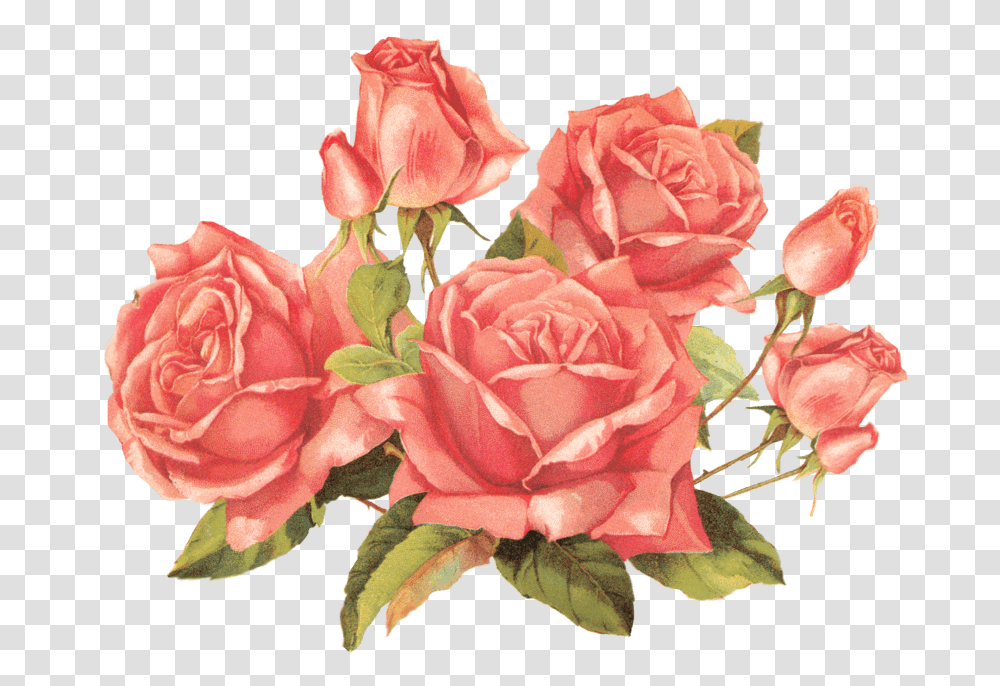 Vintage Roses Roses, Plant, Flower, Blossom, Carnation Transparent Png