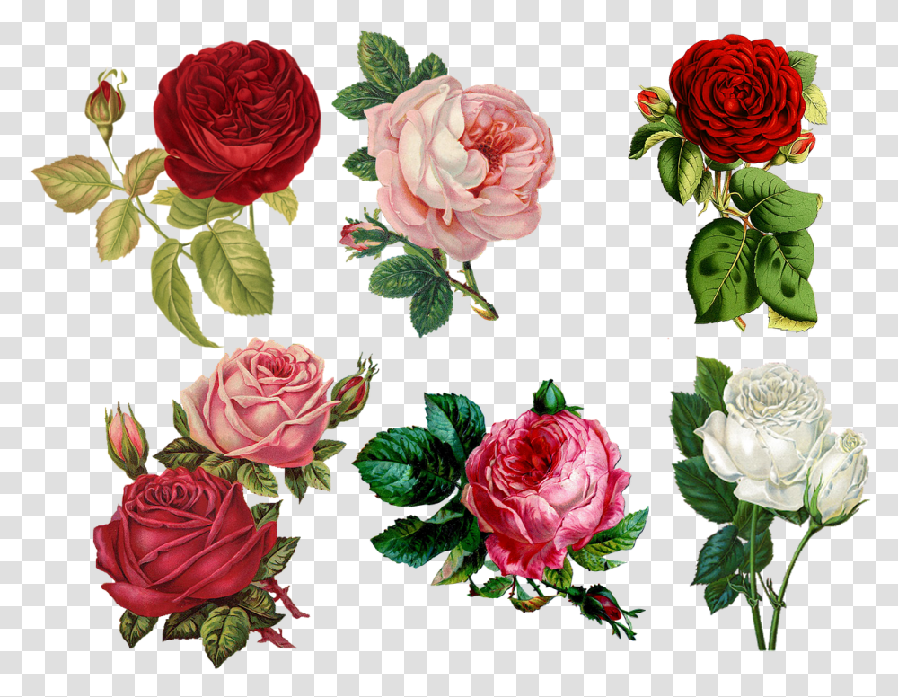 Vintage Roses Vintage Painted Roses, Plant, Flower, Kale, Cabbage Transparent Png
