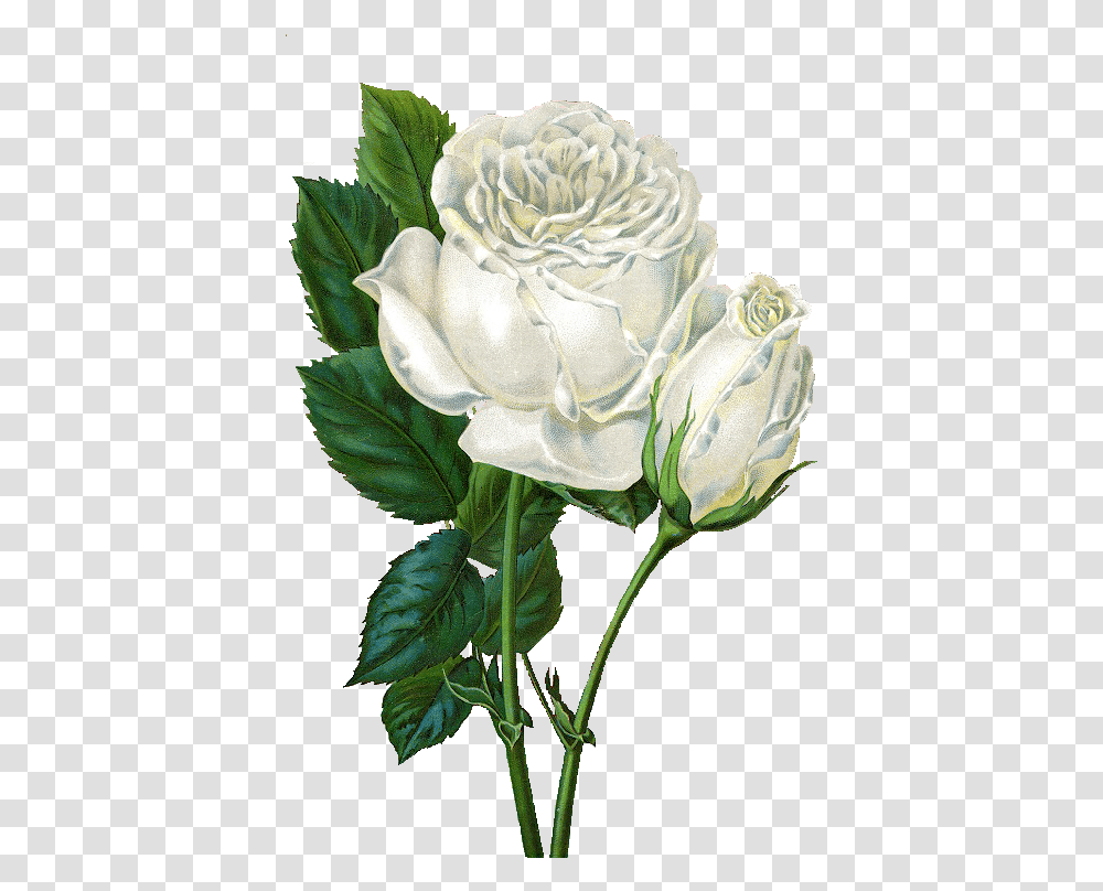 Vintage Roses White Rose Gif, Plant, Flower, Acanthaceae, Jar Transparent Png
