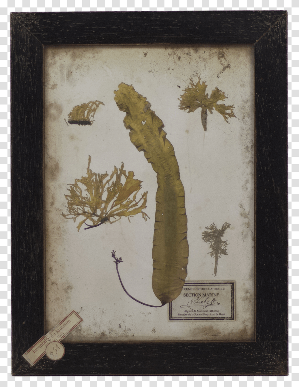 Vintage Style Botanical Print Seaweed In Black Wooden Eurasian Red Squirrel, Wall, Painting, Plant Transparent Png