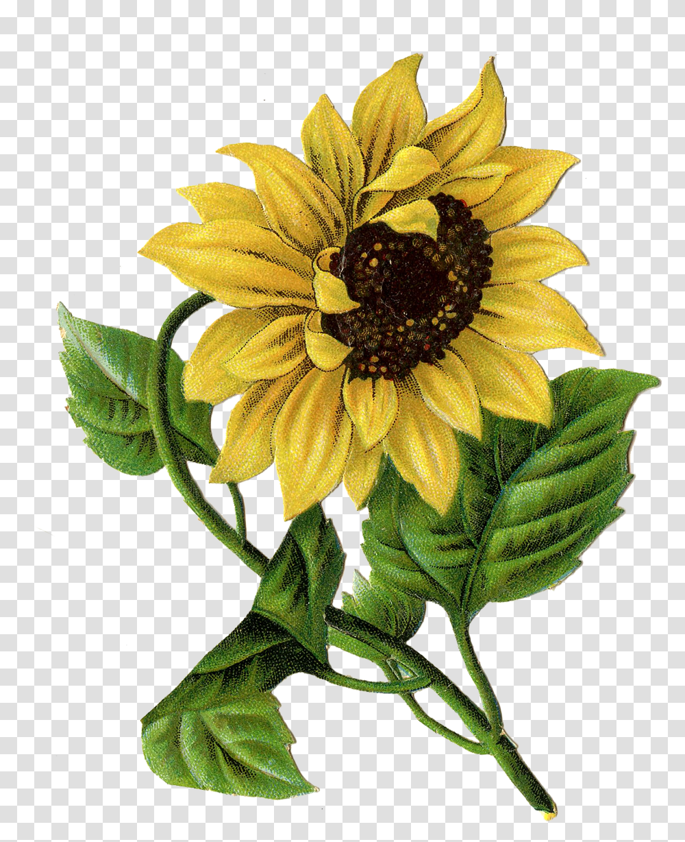 Vintage Sunflower Drawing Clipart Download Drawing Sunflower, Plant, Blossom, Daisy, Daisies Transparent Png