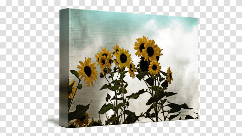 Vintage Sunflowers By Lisa Clear Common Sunflower, Plant, Blossom, Bird, Animal Transparent Png