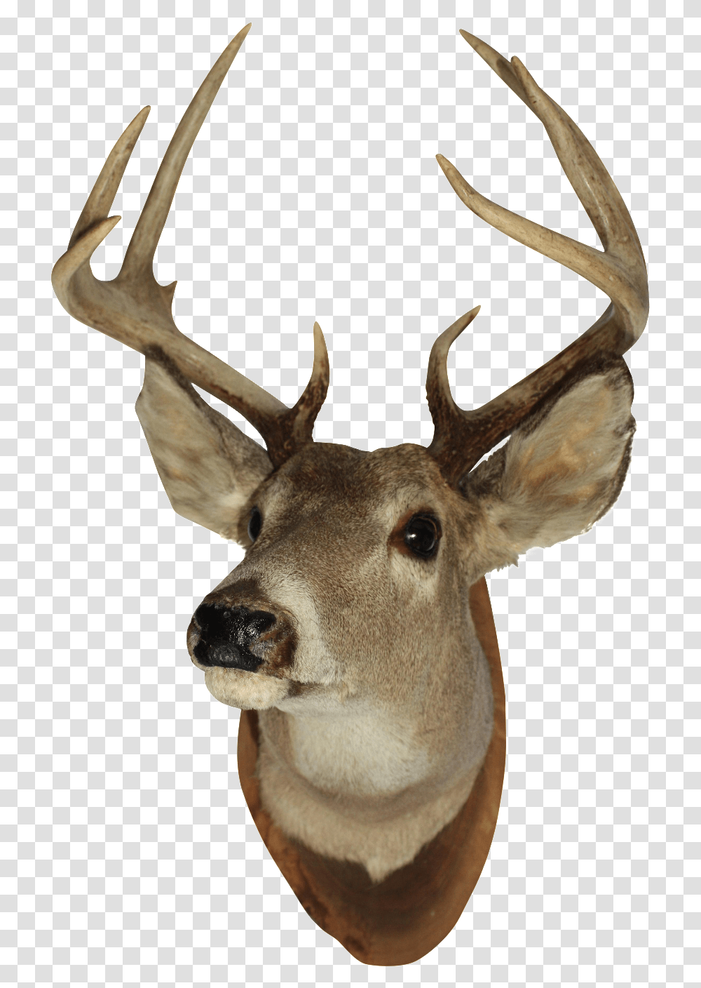 Vintage White Tail Deer Mounted Deer Head, Antelope, Wildlife, Mammal, Animal Transparent Png