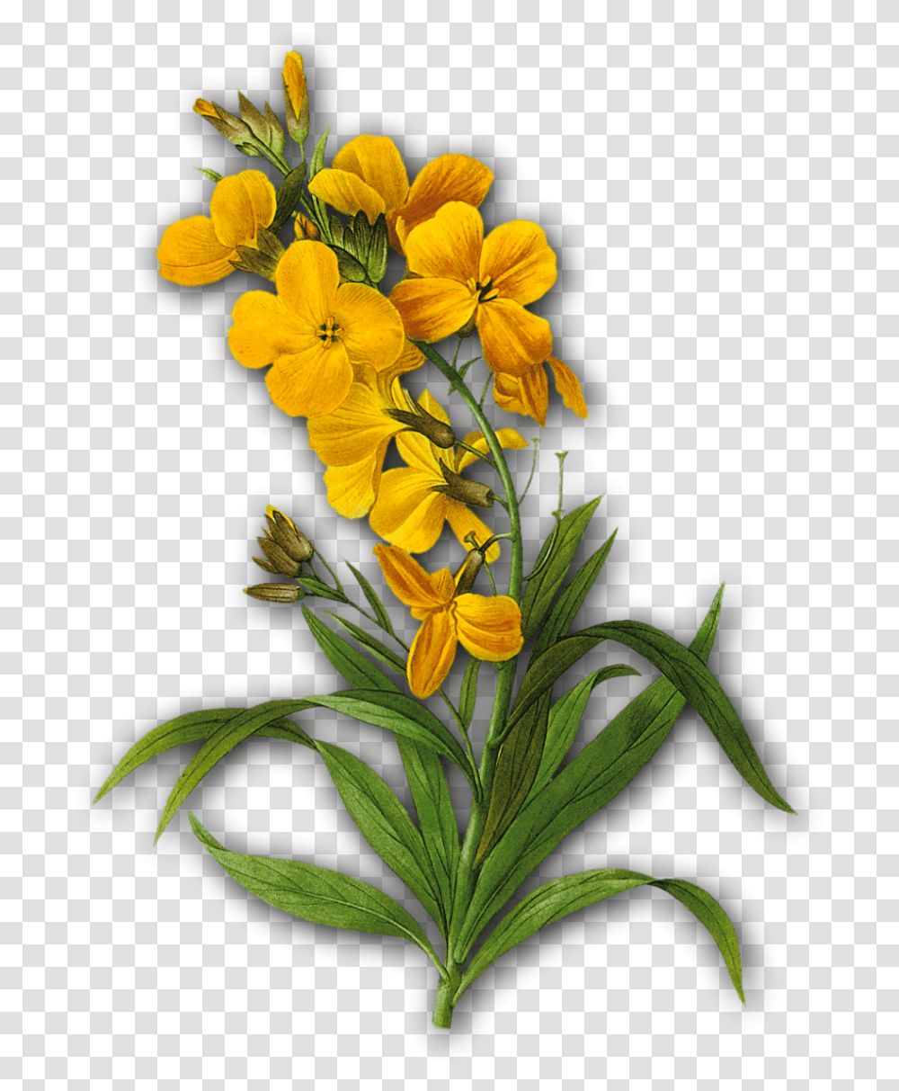 Vintage Yellow Flower, Plant, Blossom, Acanthaceae, Geranium Transparent Png