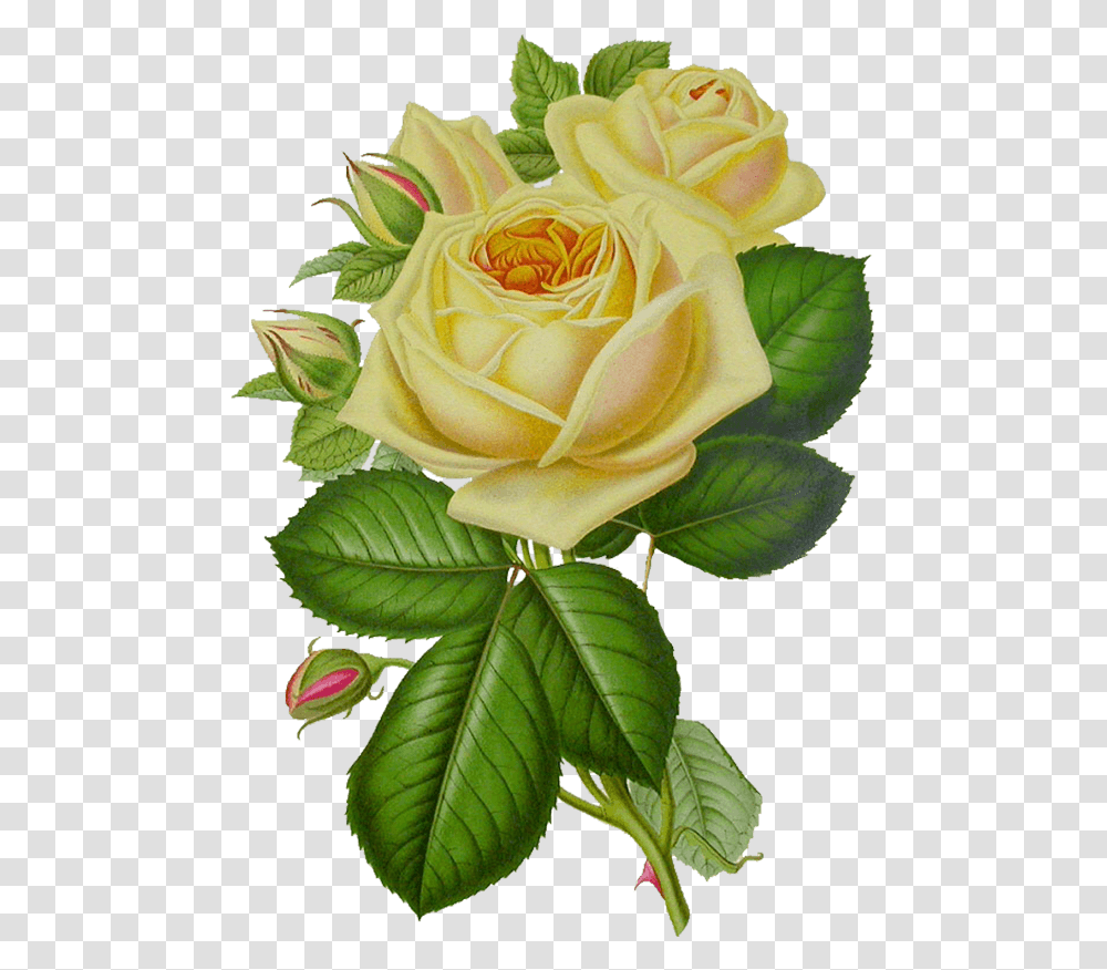 Vintage Yellow Flower, Rose, Plant, Blossom, Flower Arrangement Transparent Png