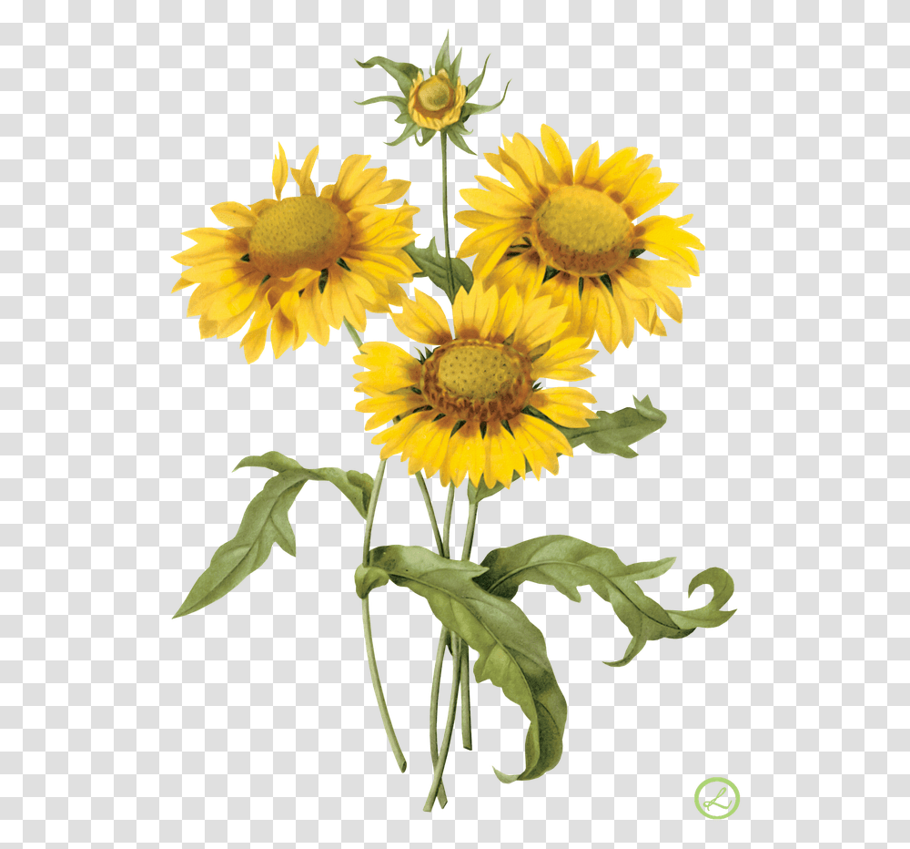 Vintage Yellow Flower Tile Download Sunflower Vintage Illustration, Plant, Blossom, Daisy, Daisies Transparent Png