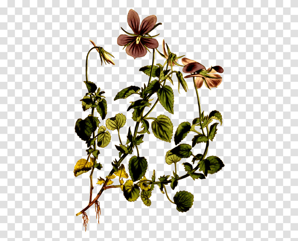 Viola Cornuta Viola Riviniana Botany Drawing Botanical, Acanthaceae, Flower, Plant, Banana Transparent Png