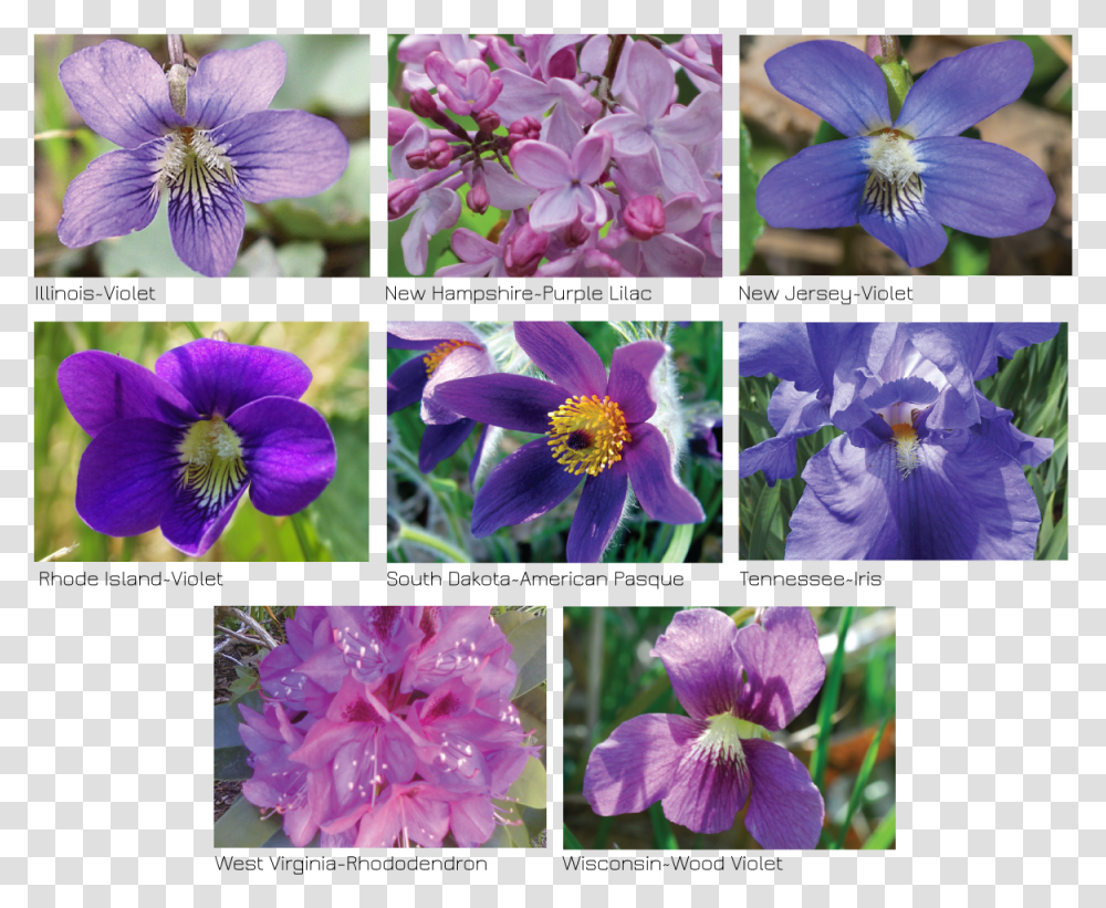 Viola, Purple, Plant, Geranium, Flower Transparent Png