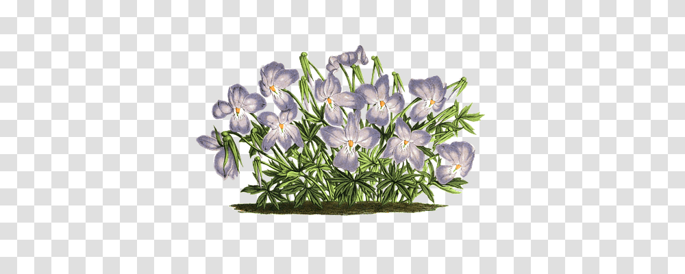 Violet Nature, Plant, Flower, Floral Design Transparent Png