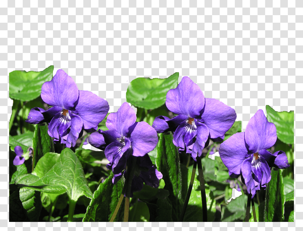 Violet 960, Flower, Geranium, Plant, Blossom Transparent Png