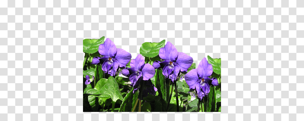 Violet Nature, Geranium, Flower, Plant Transparent Png