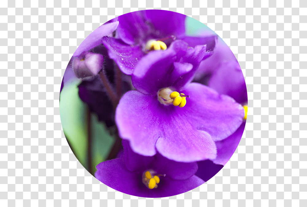 Violet African Violets, Plant, Geranium, Flower, Blossom Transparent Png