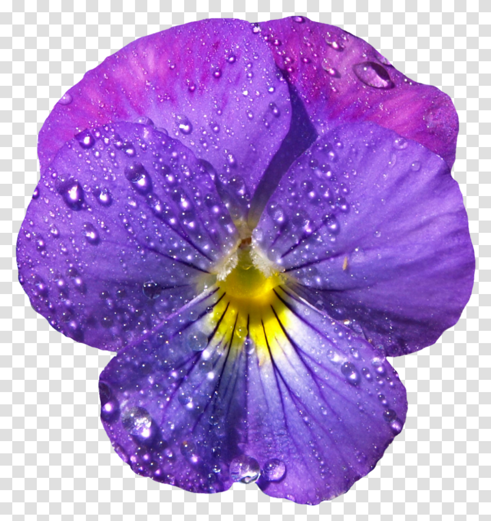 Violet Background & Clipart Free Download Ywd Purple Watercolor Flowers Paint, Plant, Geranium, Blossom, Pansy Transparent Png