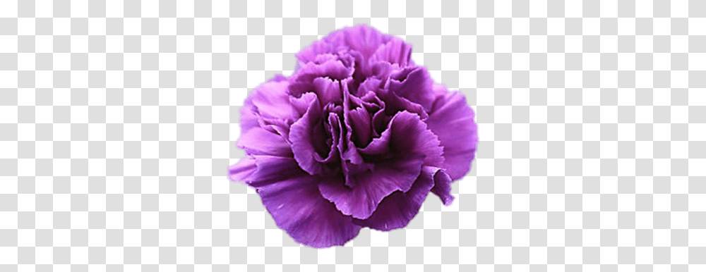 Violet Carnation Purple Carnations Meaning, Plant, Flower, Blossom, Rose Transparent Png