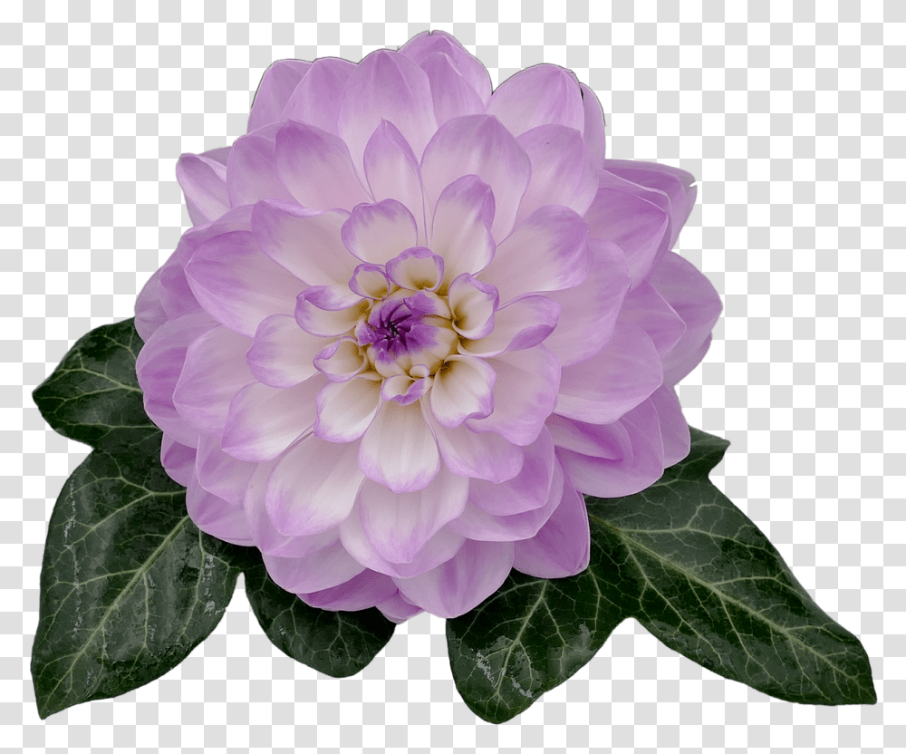 Violet Dahlia Flower, Plant, Blossom, Rose Transparent Png