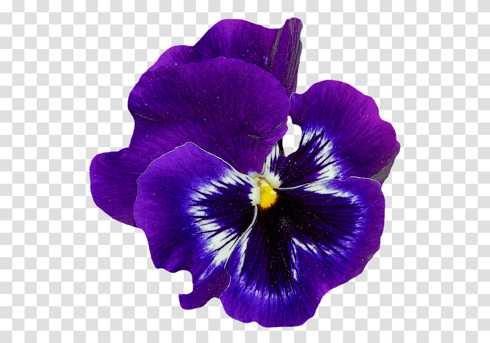 Violet Flower Blue Violet Flower, Plant, Blossom, Geranium, Iris Transparent Png