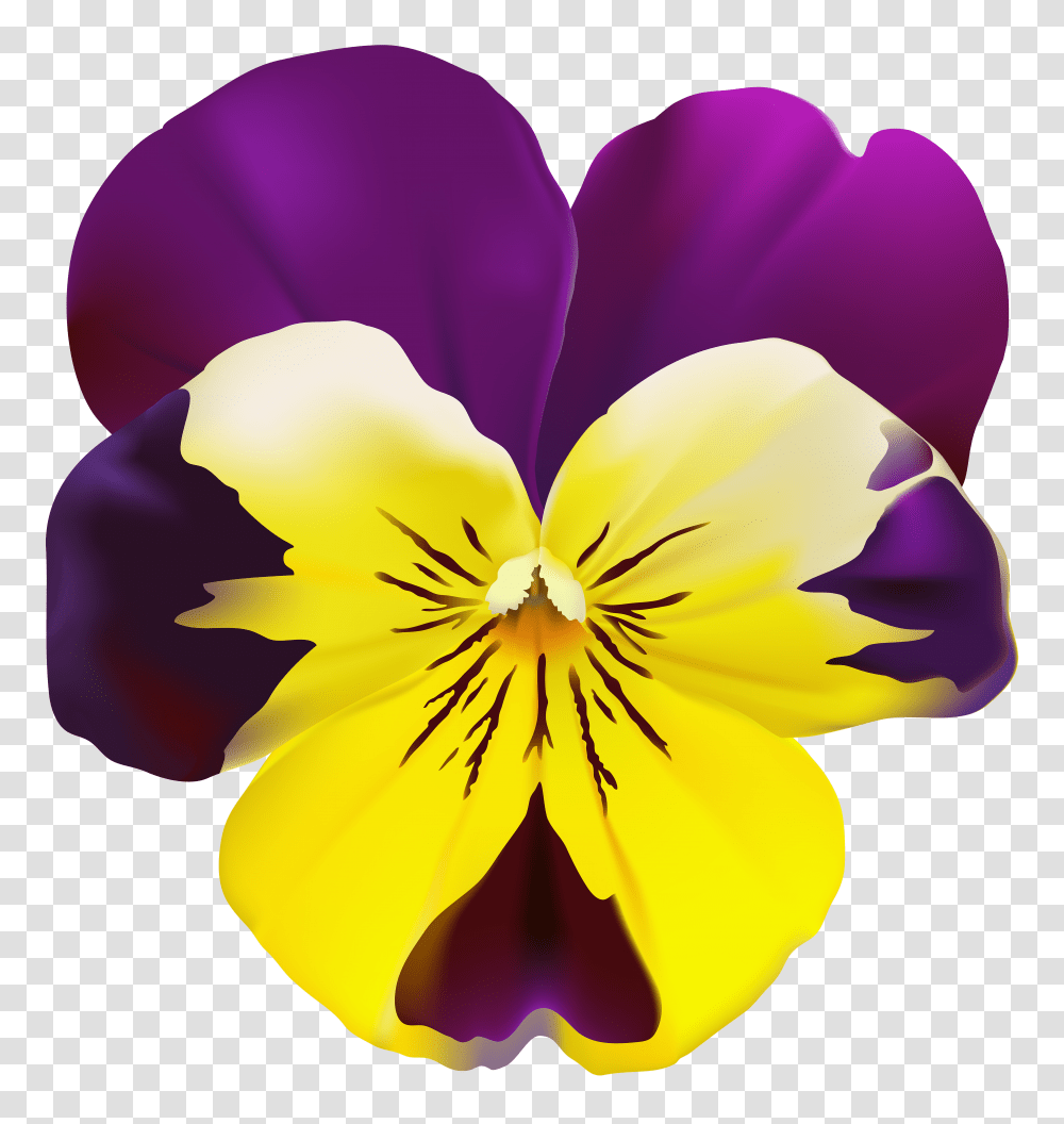 Violet Flower Clip, Plant, Pansy, Blossom, Iris Transparent Png