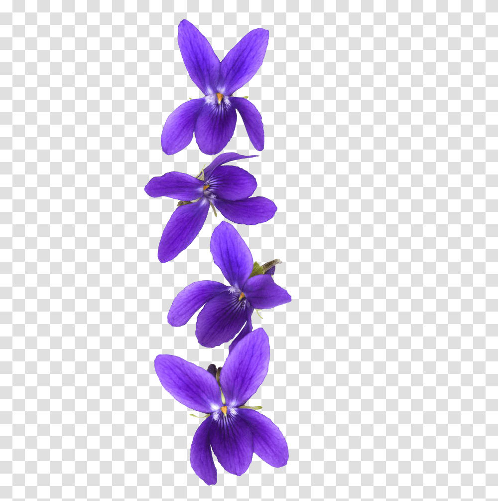 Violet Flower Download Violets Isolated, Plant, Iris, Blossom, Geranium Transparent Png