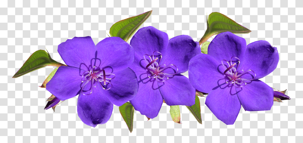 Violet Flower, Geranium, Plant, Blossom, Anther Transparent Png