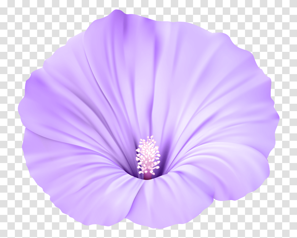 Violet Flower Picture Violet Flower, Plant, Blossom, Hibiscus, Person Transparent Png