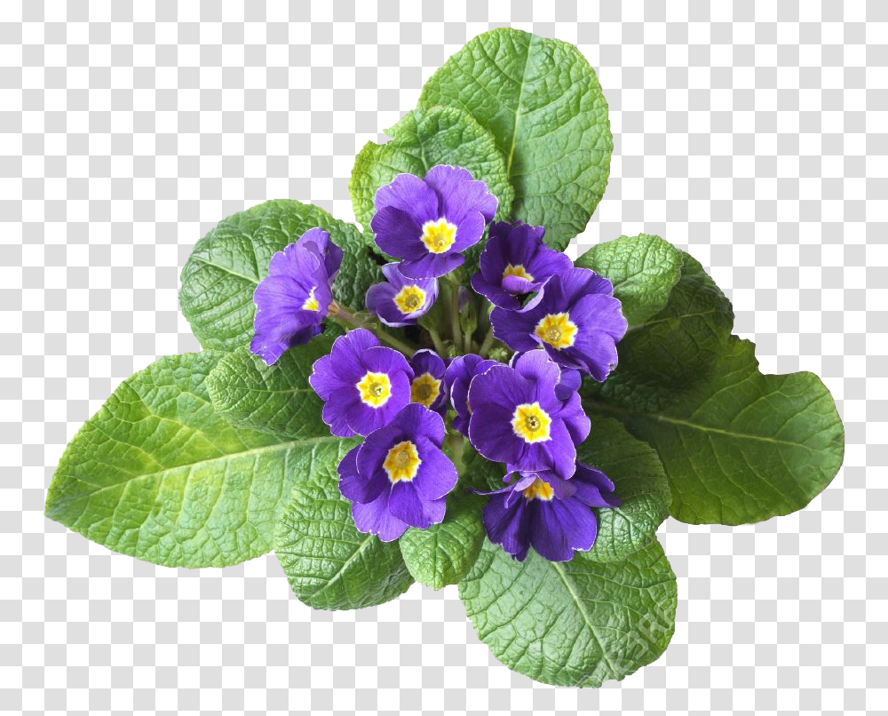 Violet Flower, Plant, Blossom, Geranium, Pansy Transparent Png