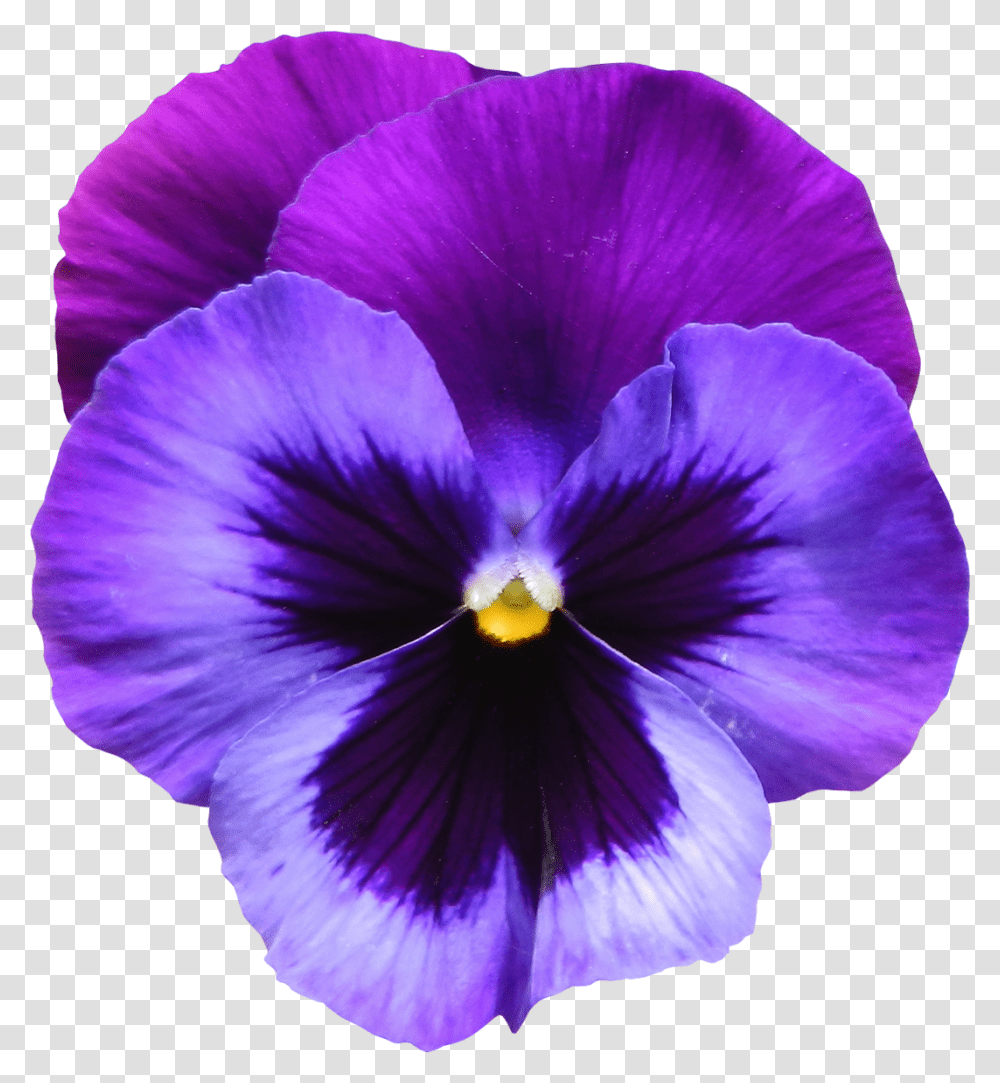 Violet Flower, Plant, Blossom, Purple, Geranium Transparent Png