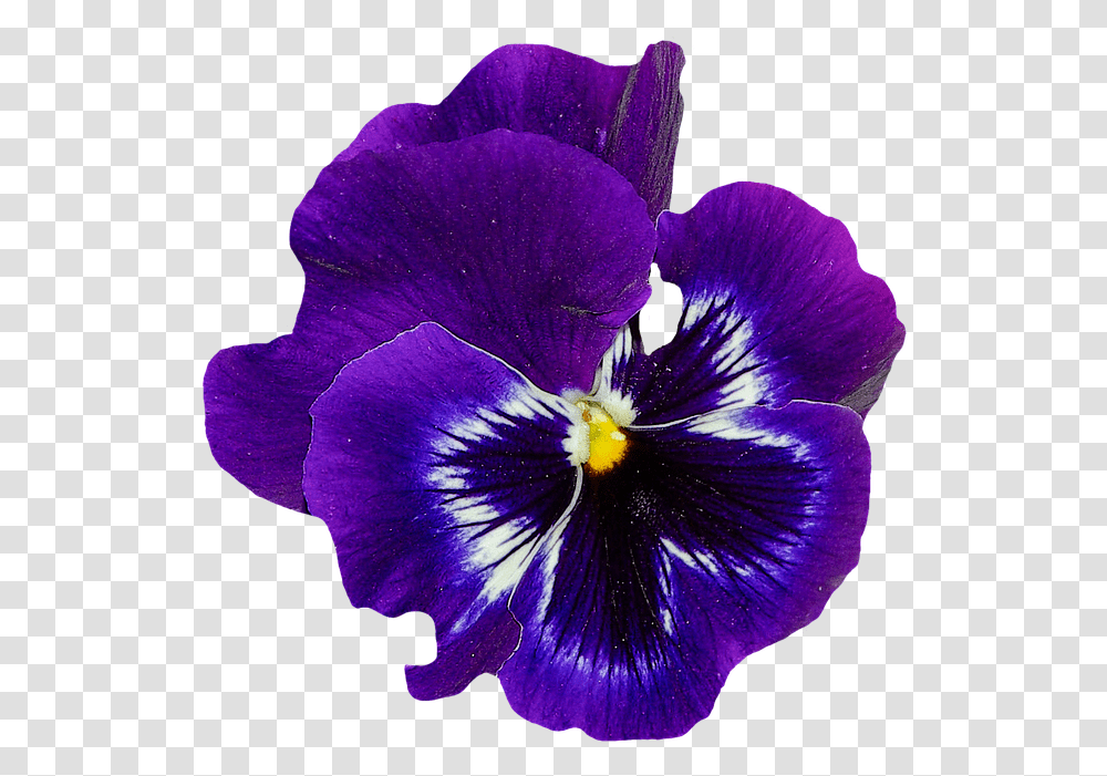 Violet Flower & Clipart Free Download Ywd Blue Violet Flower, Plant, Blossom, Geranium, Iris Transparent Png
