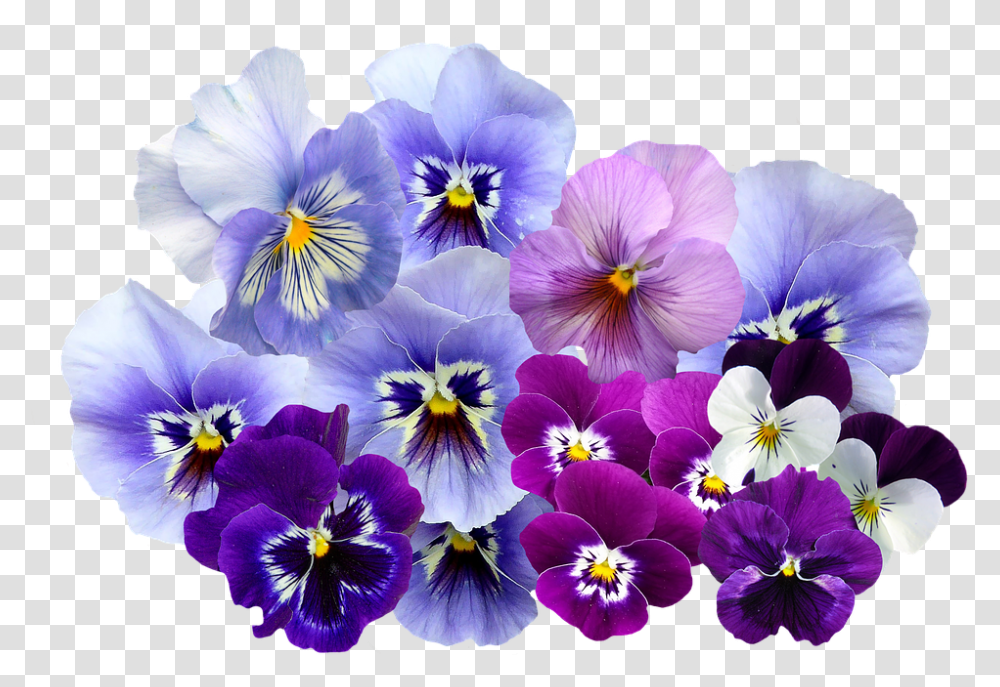 Violet Flowers Image Pansy Flowers, Plant, Blossom, Geranium, Petal Transparent Png