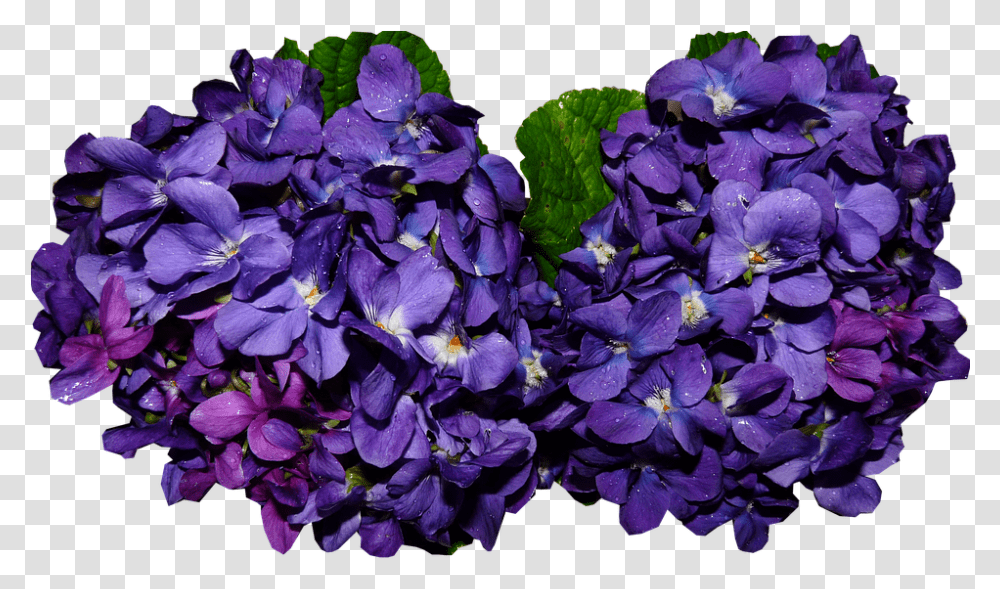 Violet Fragrant Flowers Violet, Geranium, Plant, Blossom, Iris Transparent Png