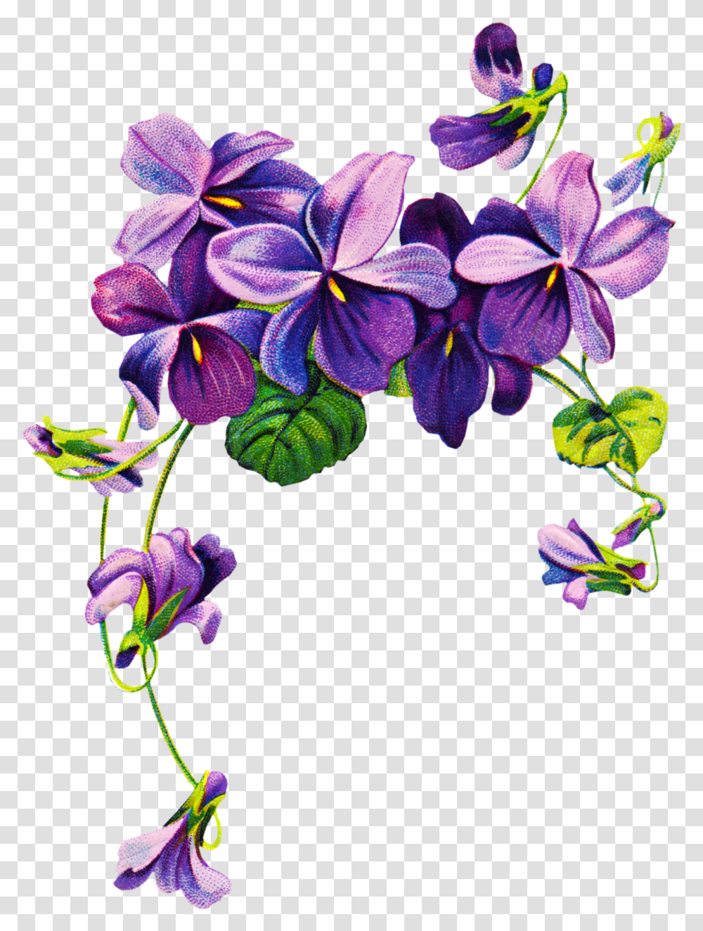 Violet Free Download Purple Watercolor Flowers, Plant, Floral Design, Pattern, Graphics Transparent Png