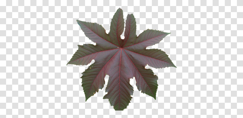 Violet Garden Grapes Flower Leaf Texture Sf Maple Leaf, Plant, Tree, Bird, Animal Transparent Png